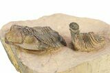 Acanthopyge & Metacanthina Trilobites - Lhandar Formation #309220-7